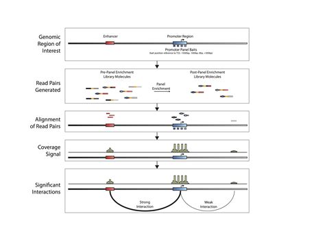 Welcome To Dovetail Genomics Promoter Panel Data Analysis