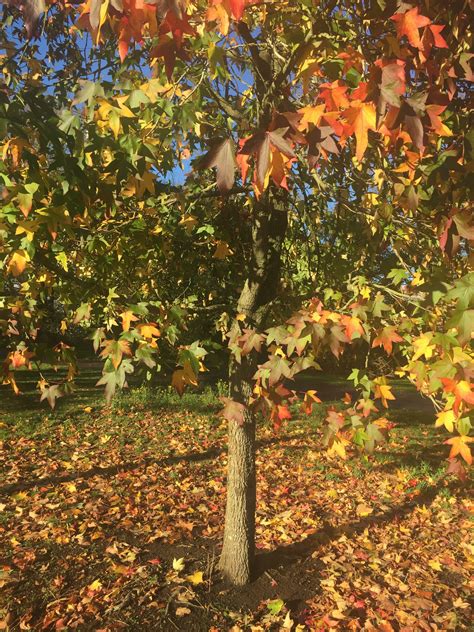 Free Images Branch Sunlight Leaf Flower Produce Autumn Botany