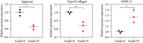 The Protein Expression Of Nrf2 And P65 In Human NP Tissues A The