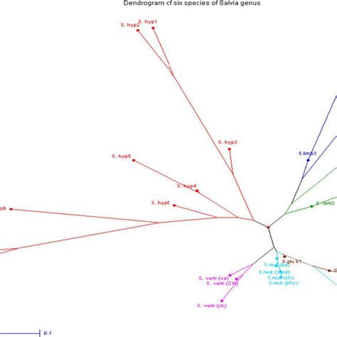 Dendrogram Constructed From Neis Unbiased Genetic Distance Matrix