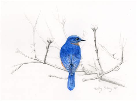 How To Draw A Mountain Bluebird Easy - Draw easy