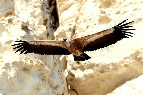 Simila Cyprus Holiday Rentals And Pafos Rent A Car News Cyprus Griffon Vulture