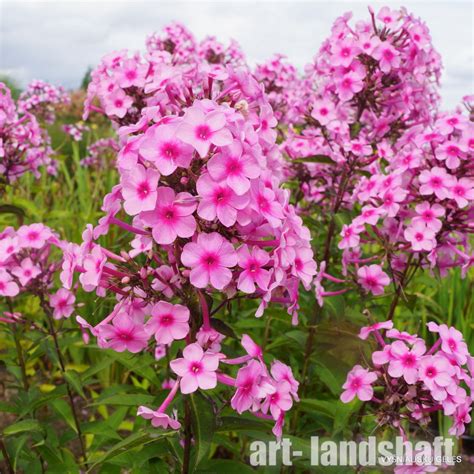 Флокс метельчатый "Miss Pepper" (Мисс Пейпе) - купить в Екатеринбурге