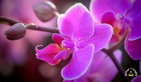 Orchid Spiritual Meaning And Benefits Of Having Them At Home