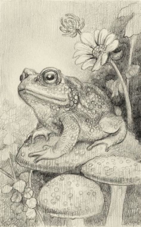 Pin By Teresa Poindexter On Frogs Frog Art Frog Sketch Sketches