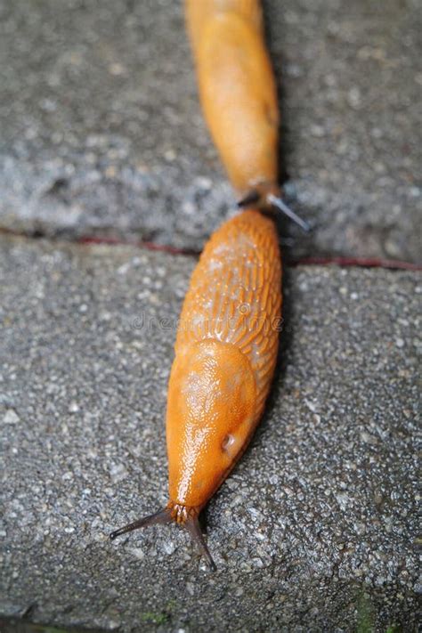Two Yellow Slugs Crawls On Wet Asphalt Stock Photo Image Of