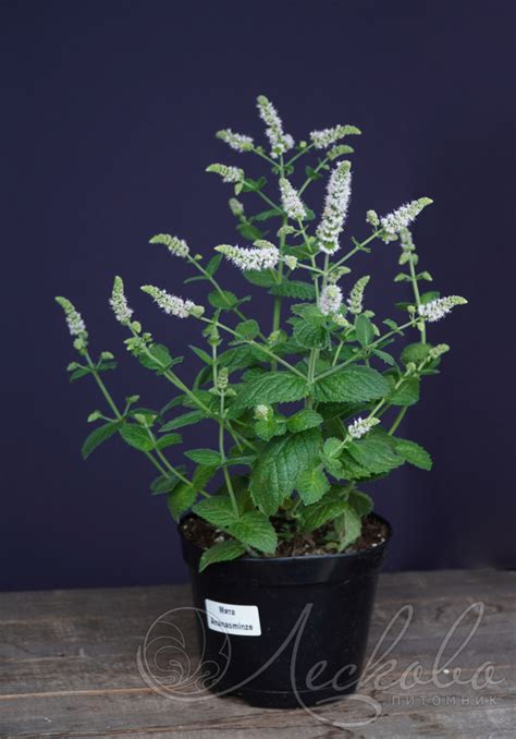 Мята перечная (Mentha piperita `Ananasminze`) - Мята перечная ...