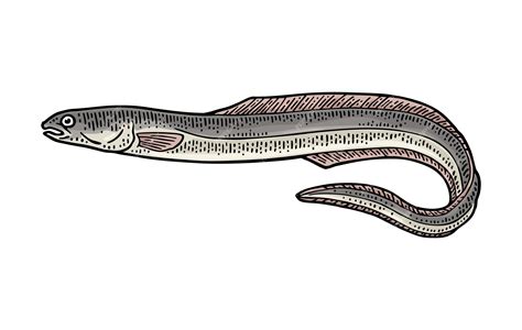 Premium Vector Whole Fresh Fish Eel Vector Engraving Vintage