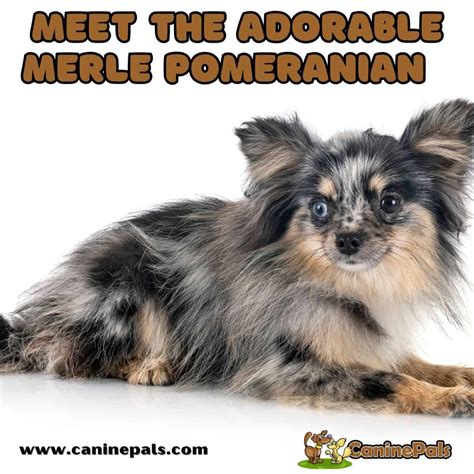 Merle Pomeranian Dogs: Breed Facts and History - Canine Pals