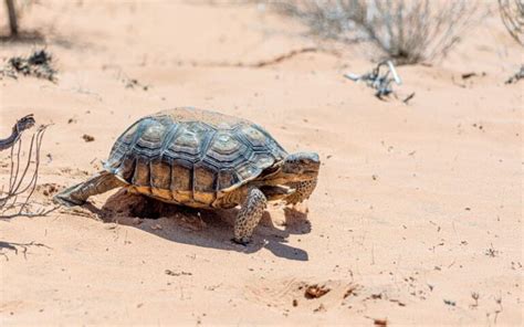 Tortuga Del Desierto Qu Es Caracter Sticas H Bitat Comportamiento