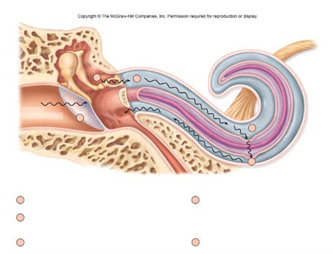 Process Of Hearing Diagram Quizlet