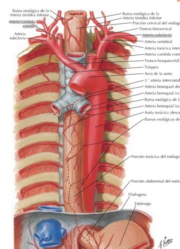 Fichas De Aprendizaje A De La Cabeza Y Cuello P Quizlet