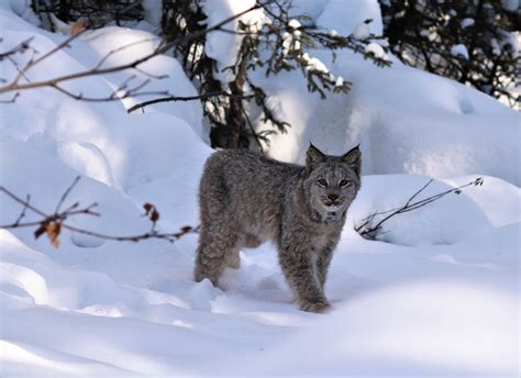 Lynx In Snow