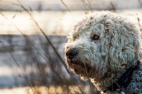 Are Goldendoodles Hypoallergenic? | DoggOwner