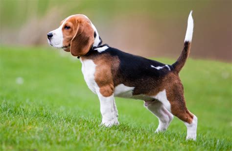 Beagle | Breed History, Information and Pictures | PawCulture