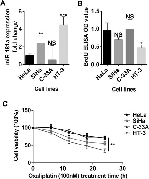 Expression Of Mir A In Cervical Cancer Cell Lines A The Mir A