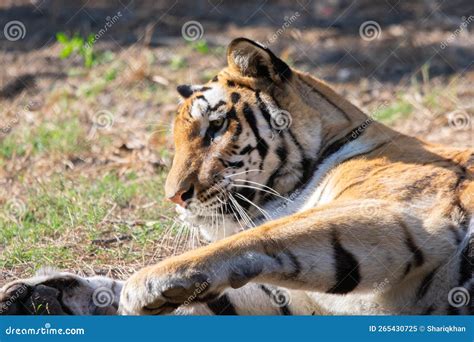 Tigre Indio O Tigre De Bengala Real Panthera Tigris Descansando A La