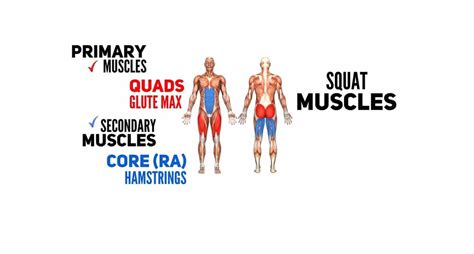 Squats Muscles Targeted