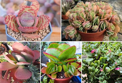 25 Types of Kalanchoe Varieties to Add to Your Plant Collection