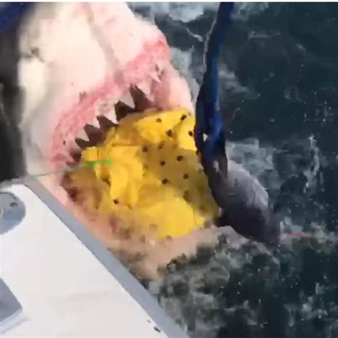 Video Great White Shark Steals Fishermens Chum