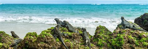 Discover The Galápagos Islands Exhibit At Houston Zoo A First Of Its