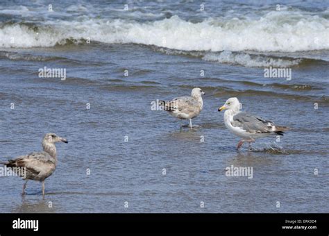 Seagulls Birds At The Beach Lincoln City Oregon Usa Stock Photo Alamy