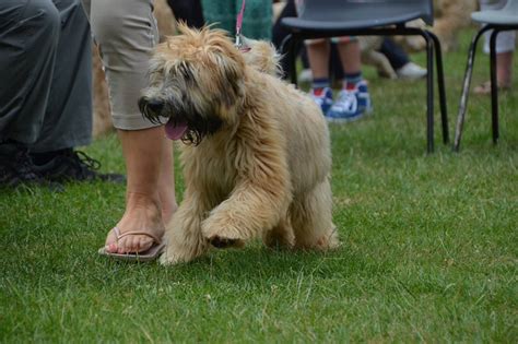 Soft Coated Wheaten Terrier Club Of Great Britain Grooming