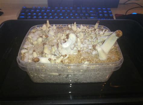 This is my 12 days b+ shroom kit, should i harvest it already? Im a ...