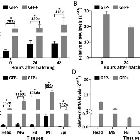 Overexpression Of Transgenic P450s In Egfp Positive Animals Expression