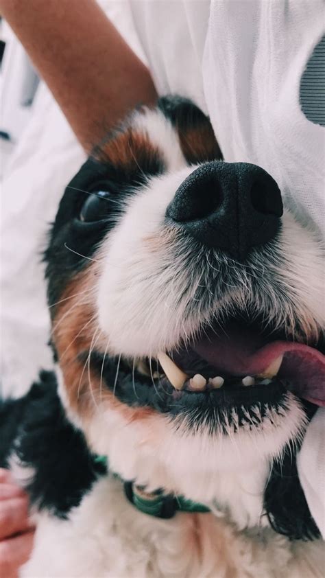 Dog Moms Guide To Show Off Your Love Diy Darlin Dogs And Puppies