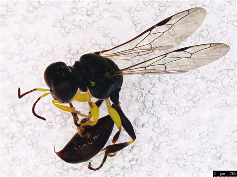 22b Sphecoidea Sp Sample From Malaise Trap Aranda Act Flickr