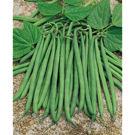 Haricot Nain Filet Mangetout Irago Graines Baumaux