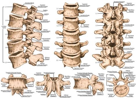 Anatomy Of The Lumbar Spine El Paso Texas Chiropractic Scientist