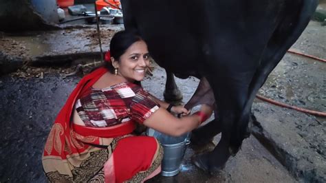 Buffalo Milking By Hand Village Life Vlog Youtube