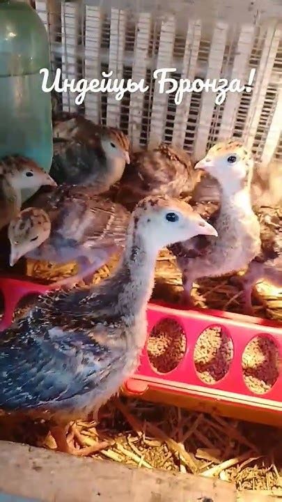 индюшата Бронза, 7 дней. #chicken #animal #домашниеживотные #funny # ...