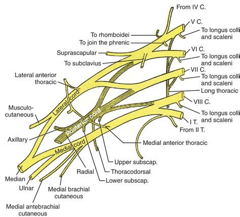 Suprascapular Nerve Block | Anesthesia Key