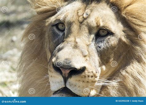 Close-Up Lion Face stock photo. Image of color, african - 65395228