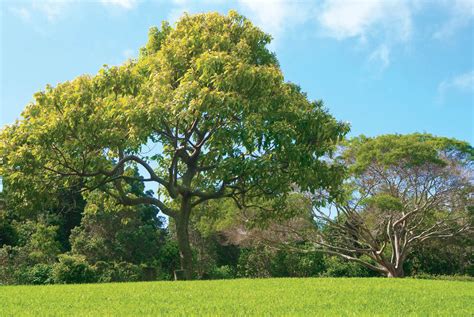 A Garden Of Trees Ulu La‘au The Waimea Nature Park