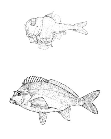 Girella Hemigymnus Half Naked Hatchetfish Goniistius Fuscus Red