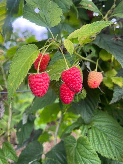 Alunos Do Bacharelado Em Agronomia E De Tecnologia Em Horticultura