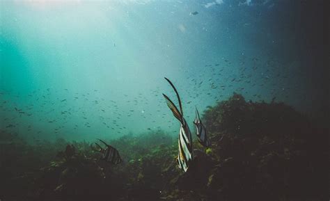 Scientific Study of Organisms in The Ocean – Hoërskool Ferrum High School 