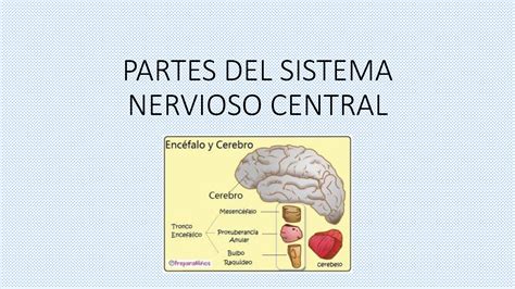 Solution Partes Del Sistema Nervioso Central Studypool The Best