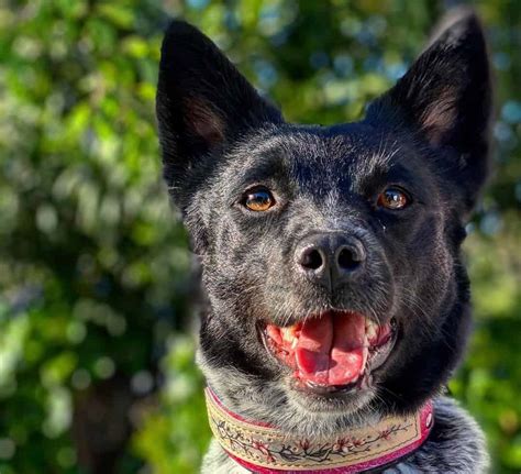 The Blue Heeler Border Collie Mix Everything You Need To Know K9 Web