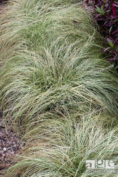 Carex Frosty Curls Stock Photo Picture And Rights Managed Image