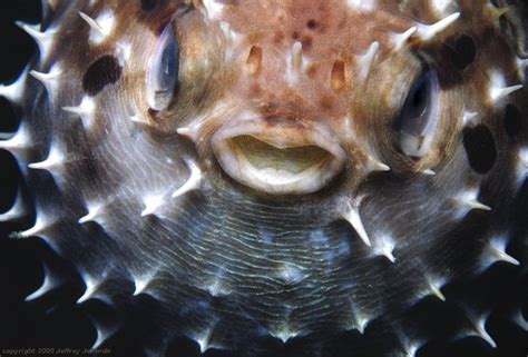 rounded porcupinefish, closeup view (Cyclichthys orbicularis)