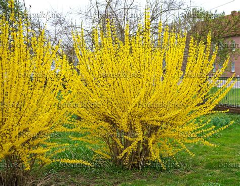 Image Border Forsythia Forsythia X Intermedia Lynwood 517178