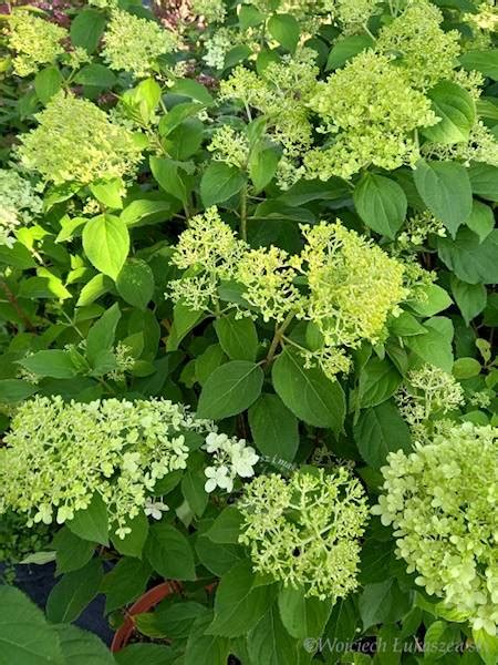 Hortensja Bukietowa Limelight Hydrangea Paniculata Greenflorapl Fhu