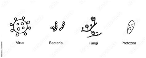 The Classification Of Microorganism That Picture Shows 4 Types Of Virus Bacteria Fungi