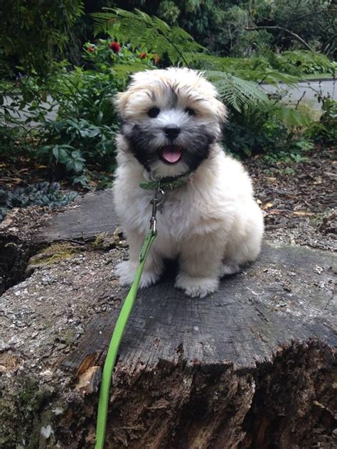 Willow 3 Month Old Lhasa Apso Boxer Puppies Lhasa Apso Boxer Dog