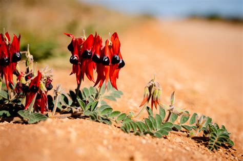 Native Australian Flora and Fauna - Australian Photography